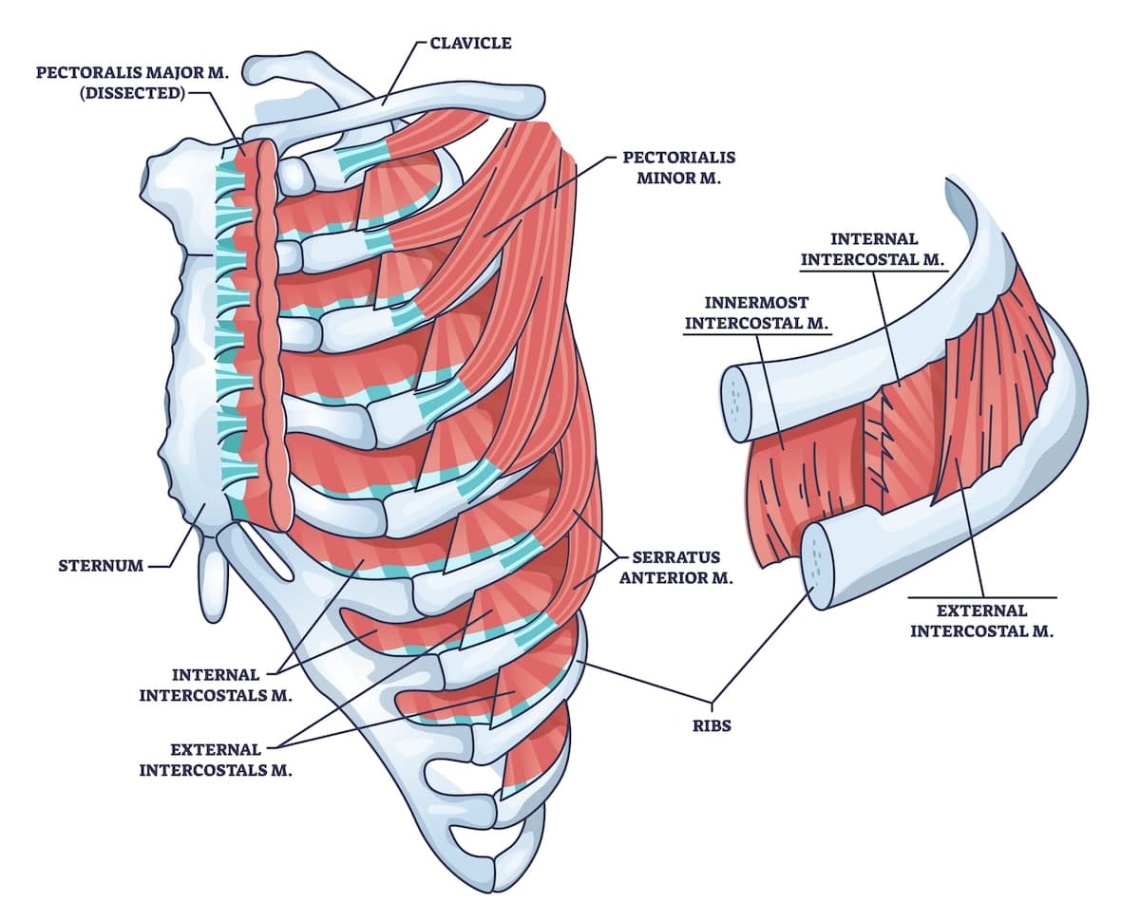 accessory muscles of inspiration Niche Utama Home What are the Accessory Muscles of Breathing? ()