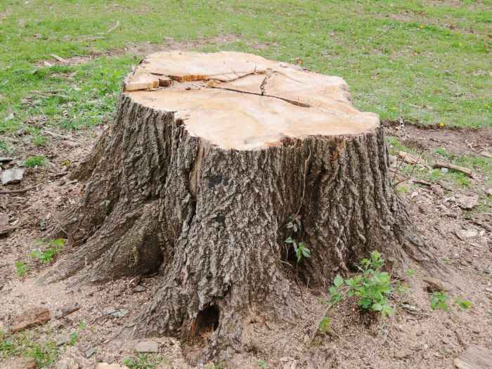 Holzstamm baumstamm deko garten